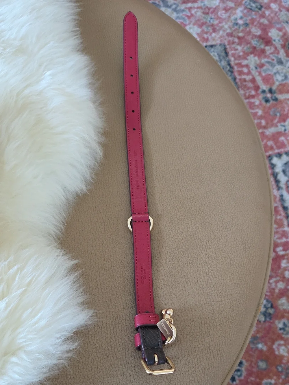 Adorable NWT IOB Coach Brown Signature Small Dog Collar 🤎🍖🖤🐕♥️🐾🎁